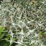 Colletia paradoxa Облик