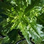 Chenopodium rubrum Hoja
