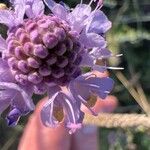 Scabiosa canescens फूल