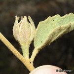 Hibiscus denudatus Blad