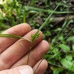 Carex grisea Blad