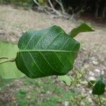 Parsonsia brachiata Leaf