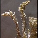 Artemisia pycnocephala Λουλούδι