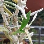 Coelogyne ovalis Hoja