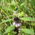 Mentha arvensis Habit