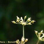 Dichoropetalum carvifolia Sonstige