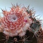 Melocactus intortus Fruit