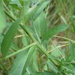 Centaurea decipiens Листок