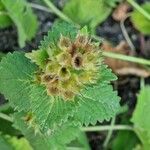 Betonica macrantha Fruit