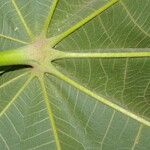 Sterculia apetala Leaf