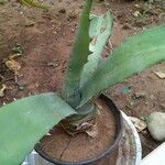 Agave asperrima Leaf