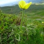 Anemone alpina आदत