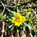 Ludwigia peruviana Flower