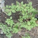 Ocimum tenuiflorum Leaf