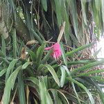 Aechmea mariae-reginae Цвят