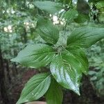 Cornus masFeuille