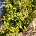 Taxus cuspidataFlower