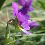 Viola lutea Flower
