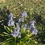 Hyacinthoides italica Flower