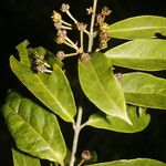 Carolus sinemariensis Leaf
