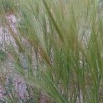 Stipa capensis Tervik taim