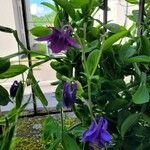 Aquilegia atrata Flower