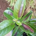 Viburnum odoratissimum Folha