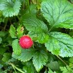 Potentilla indica Fruto