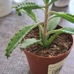 Kalanchoe serrata Leaf