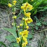 Verbascum chaixiiFiore