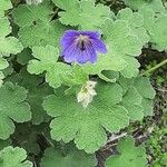 Geranium platypetalum Ліст