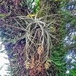 Tillandsia pohliana 葉