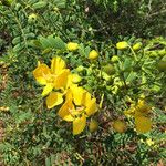 Senna auriculata Flower