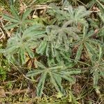 Potentilla heptaphylla Агульны выгляд