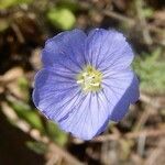 Linum pratense Кветка