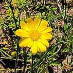 Gutierrezia wrightii Flor