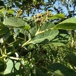 Cordia africana Vaisius