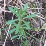 Galium aparine पत्ता