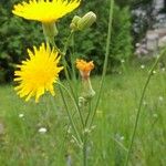 Sonchus arvensisFlower