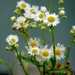 Erigeron strigosus অভ্যাস