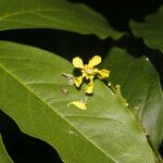 Bunchosia nitida Blomst