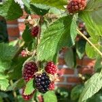 Rubus scaber Fruit