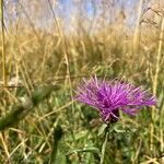 Centaurea jaceaKvet