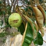 Chrysophyllum cainito Fruto