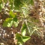 Nigella hispanica Frukt