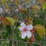 Prunus sargentii Kvet