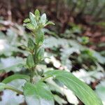 Anisosepalum alboviolaceum Folha