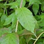 Cephalanthus occidentalis Leaf