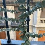 Eucalyptus pulverulenta Blad