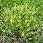 Lepidium densiflorum Leaf